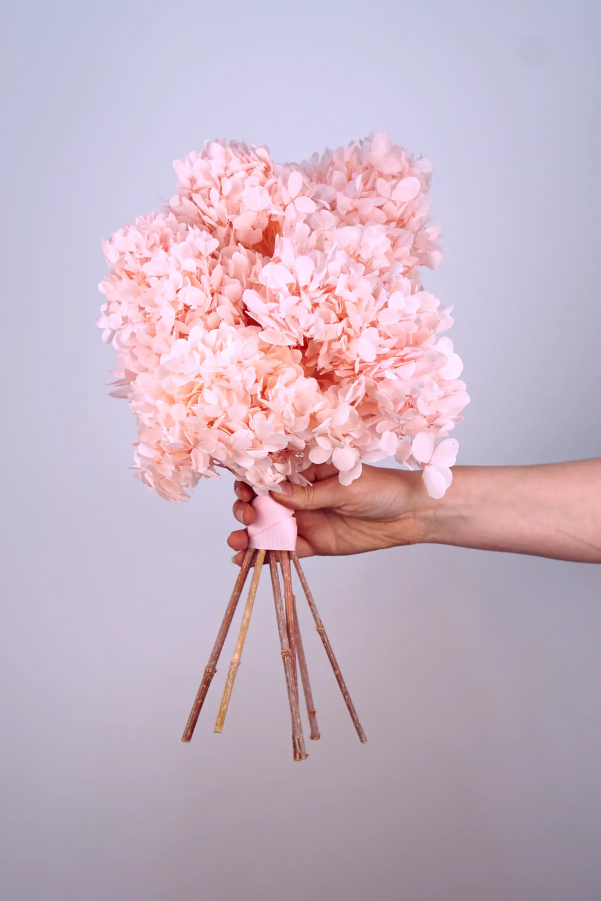 Hydrangea - Bouquet Please